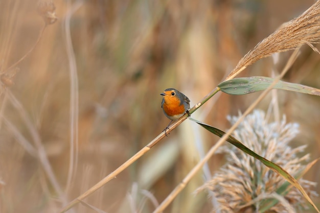 Foto el petirrojo europeo adulto erithacus rubecula en el plumaje de invierno fotografiado de cerca sentado en un tallo de caña en su hábitat natural