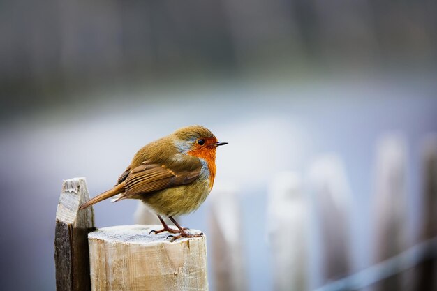 El petirrojo europeo se encuentra en Erithacus Rubecula, un pájaro salvaje.