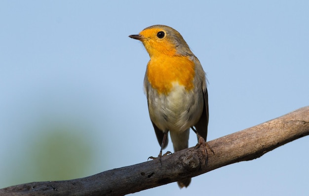 Petirrojo europeo Erithacus rubecula El pájaro se sienta en una vieja rama seca contra el cielo