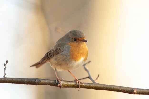 Petirrojo europeo (Erithacus rubecula) en una ramita