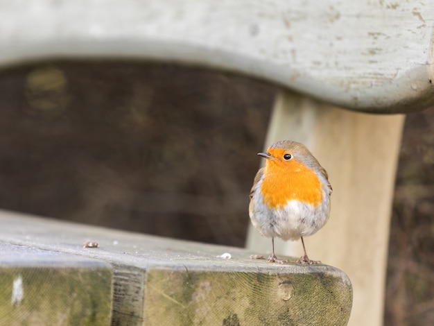 Petirrojo europeo, Erithacus rubecula, sentado en un banco en invierno