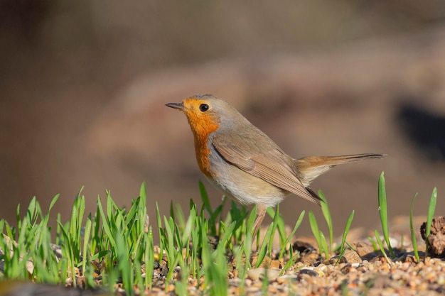 El petirrojo europeo o petirrojo de pecho rojo Erithacus rubecula Málaga España