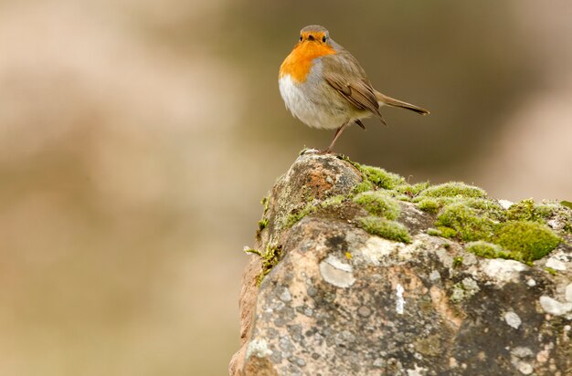 Petirrojo europeo, pájaros cantores, pájaro, paseriformes, Erithacus rubecula