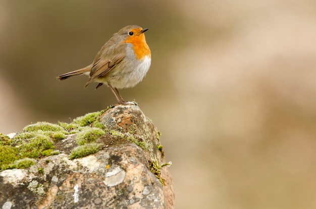 Petirrojo europeo, pájaros cantores, pájaro, paseriformes, Erithacus rubecula