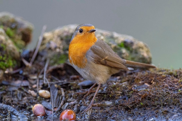 Petirrojo europeo, petirrojo o petirrojo (Erithacus rubecula) Málaga, España