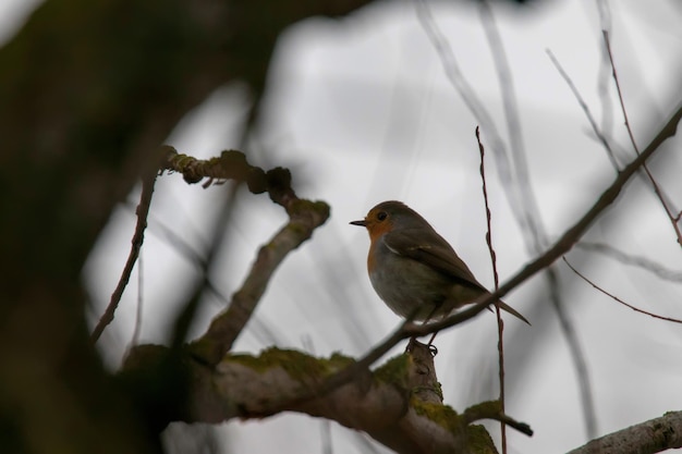 Petirrojo europeo, Roodborst en una rama, pajarito lindo