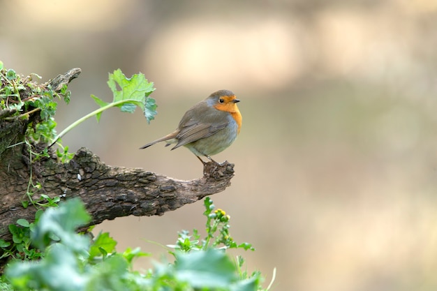 Petirrojo europeo con las últimas luces de la tarde de un día de invierno en un estanque natural en un bosque de pinos