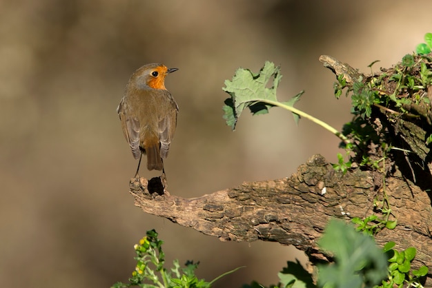 Petirrojo europeo con las últimas luces de la tarde de un día de invierno en un estanque natural en un bosque de pinos