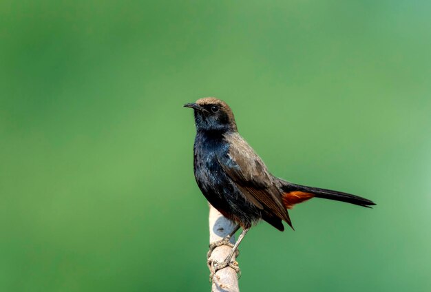 El petirrojo indio es una especie de pájaro passerine de la familia Muscicapidae