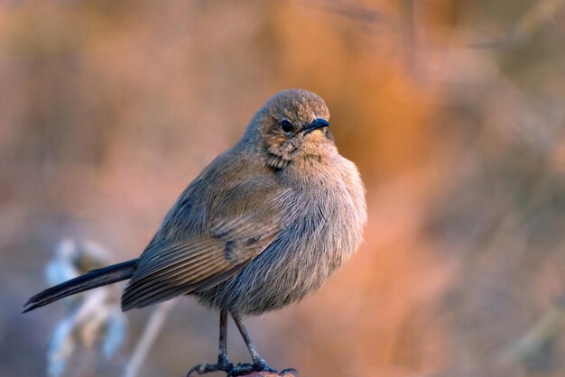 El petirrojo indio es una especie de pájaro passerine de la familia Muscicapidae