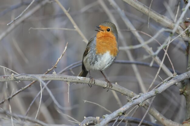 Petirrojo de invierno