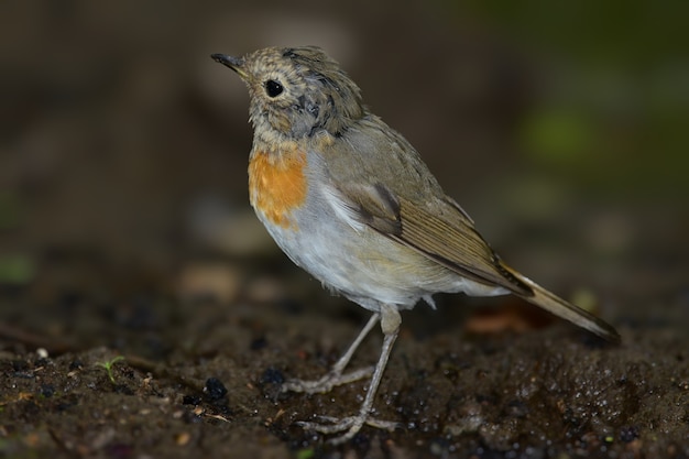 Petirrojo joven (Erithacus rubecula) se sienta en el abrevadero de pájaros en el bosque.