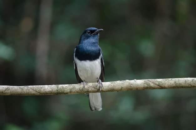 Petirrojo oriental (Copsychus saularis) en la rama