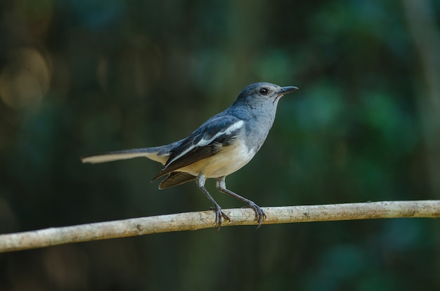 Petirrojo oriental (Copsychus saularis) en la rama