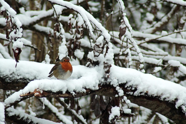 Foto un petirrojo rojo sentado en una rama cubierta de nieve