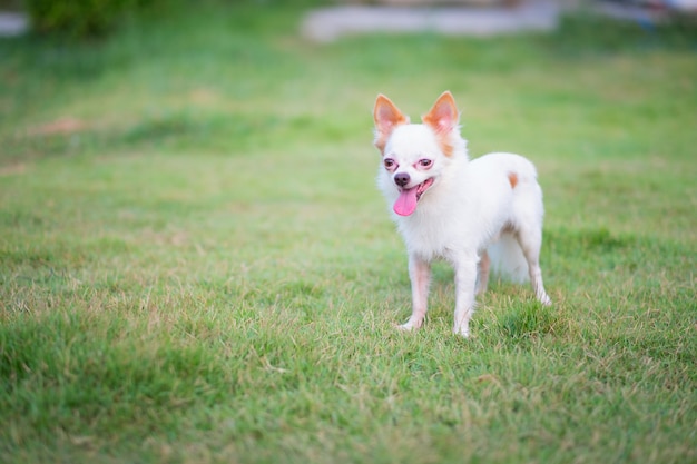 Petite Chihuahua cão branco feliz grama verde