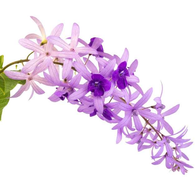 Petrea Volubilis L aislada sobre fondo blanco