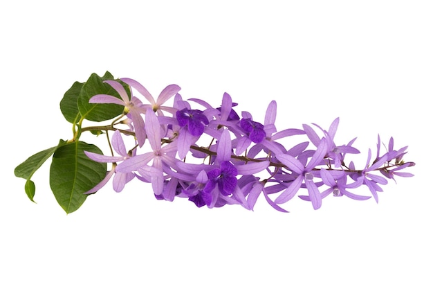 Petrea Volubilis L aislada sobre fondo blanco