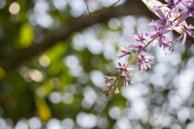 Petrea volubilis l e desfocar o fundo claro