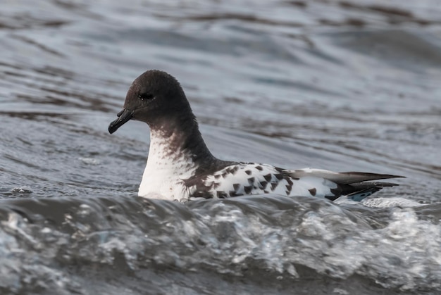 Petrel do Cabo nadando nas águas antárticas