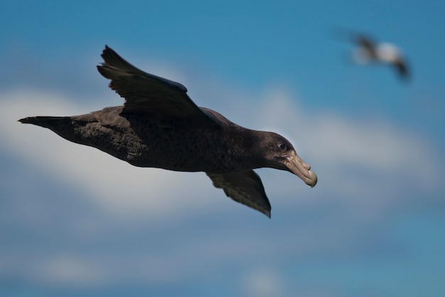 Petrel gigante do Sul voando