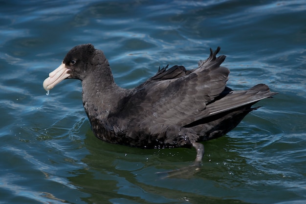 Petrel Gigante do Sul