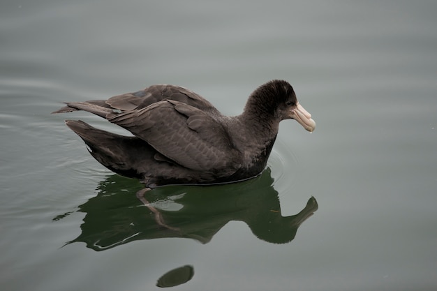 Foto petrel gigante del sur