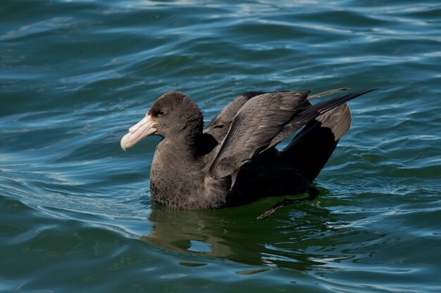 Petrel gigante del sur