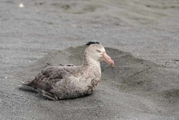 Petrel gigante