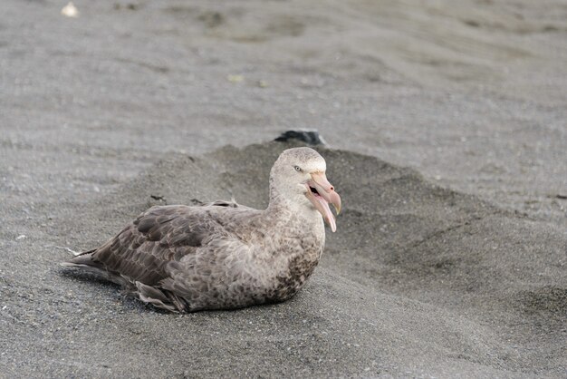 Foto petrel gigante