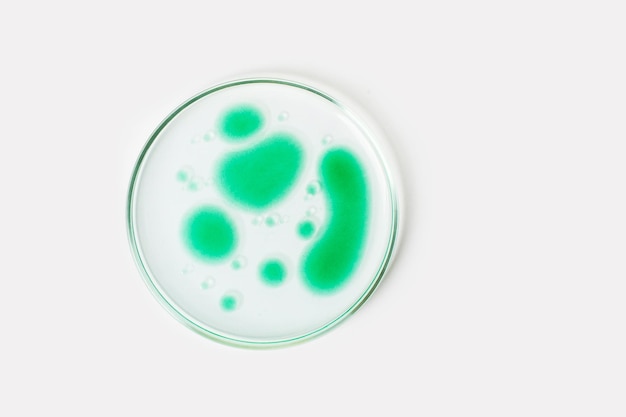 Petrischale auf hellem Hintergrund Grüne Tropfen Bakterien oder Viren Schimmel Labor Biochemie Chemie Wissenschaft Studie