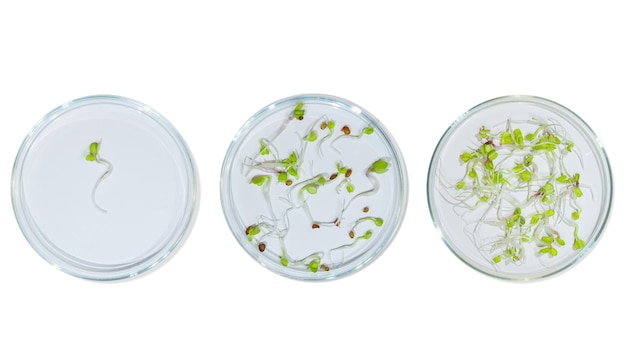 Petrischale Laborglas mit Pflanzensprossen Auf leerem Hintergrund Isoliertes PNG Grüne Sprossen forschen Biotechnik Studie Anbau