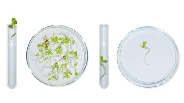 Petrischale Laborglas mit Pflanzensprossen OO Auf leerem Hintergrund Isoliertes PNG Grüne Sprossen forschen Biotechnik Studie Anbau