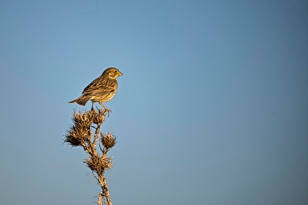 Petronia petronia Der Brüllsperling ist eine Sperlingsvogelart aus der Familie der Sperlingsvögel