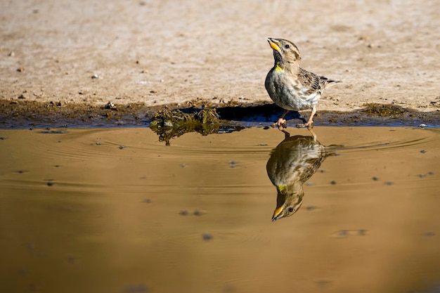 Petronia petronia Der Brüllsperling ist eine Sperlingsvogelart aus der Familie der Sperlingsvögel