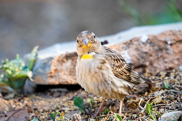 Petronia petronia - Der Brüllsperling ist eine Sperlingsvogelart aus der Familie der Sperlingsvögel.