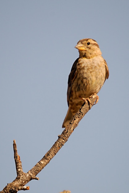 Petronia petronia - Der Brüllsperling ist eine Sperlingsvogelart aus der Familie der Sperlingsvögel.