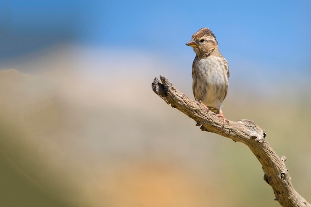 Petronia petronia - o bugio é uma espécie de ave passeriforme da família passeridae.