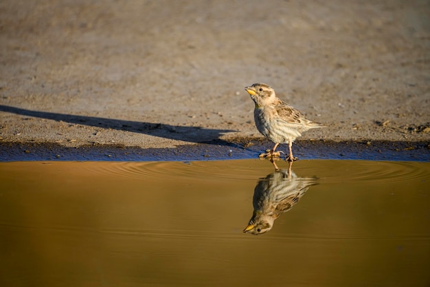 Foto petronia petronia o pardal bugio é uma espécie de ave passeriforme da família passeridae