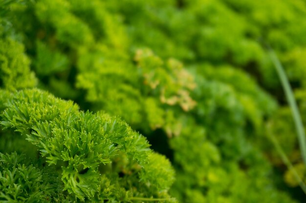 Petroselinum crispum - Frische Curly Petersilie auf dem Boden close-up im Garten