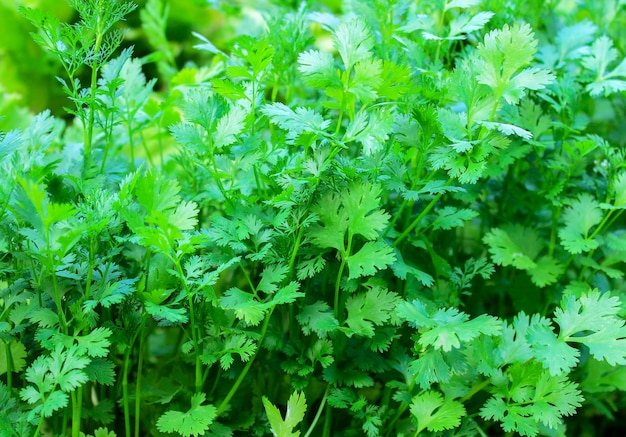 Petroselinum cristum. Perejil verde, que crece en el jardín.