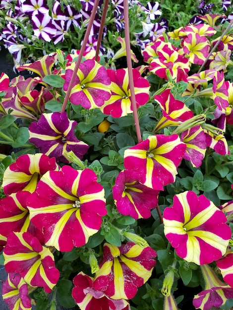 Foto petunia amore reina de corazones - flor perteneciente a la familia de las solanáceas. se origina en lugares tropicales y subtropicales de américa del sur.