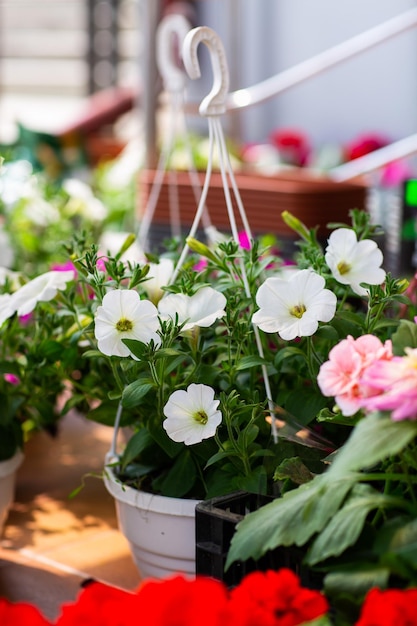 Petunia Blume weiße Blütenblätter hell blühen warm und blühen am Morgen Platz für Text konzentrieren sich auf Blütenblätter auf grünem Hintergrund