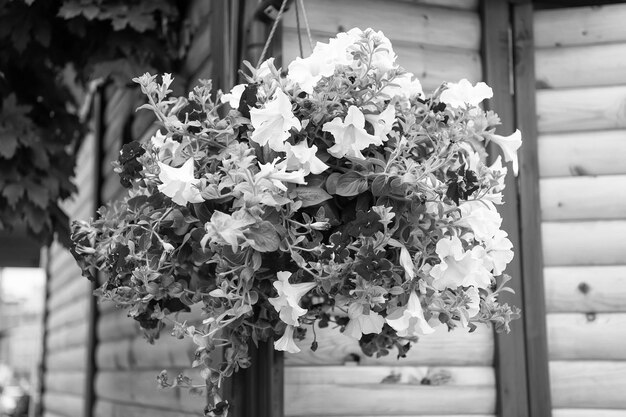 Petunia Blumen blühen im Cachepot in Wroclaw polen auf Holzhintergrund Ökologisches Konzept des Stadtgartens