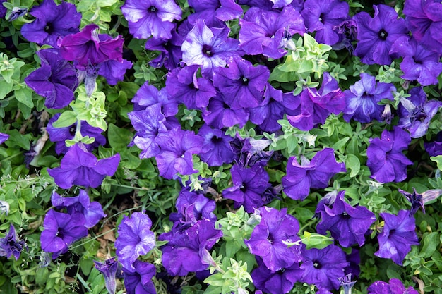 Petúnia bonita cresce nos canteiros de flores no parque