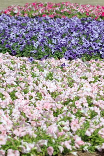 Petunia del campo de flores.