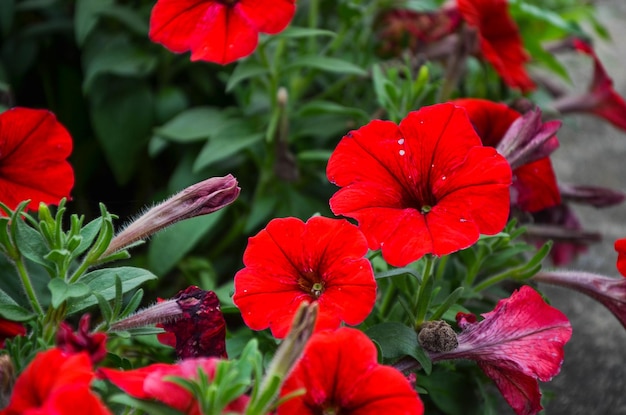 Petunia común roja en el parque