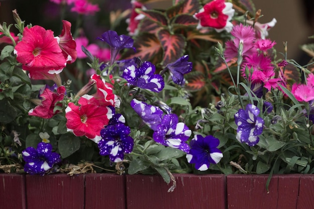 Petunia de diferentes colores en una caja en el primer plano del alféizar de la ventana