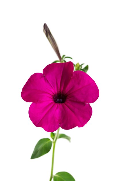 Petunia flor flor aislado sobre fondo blanco.