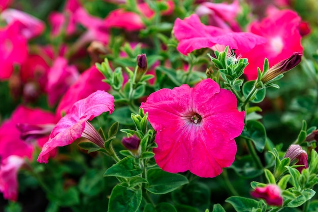 Petunia flor que crece en el jardín.